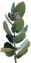 Tropic_36.tga