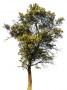 tree45