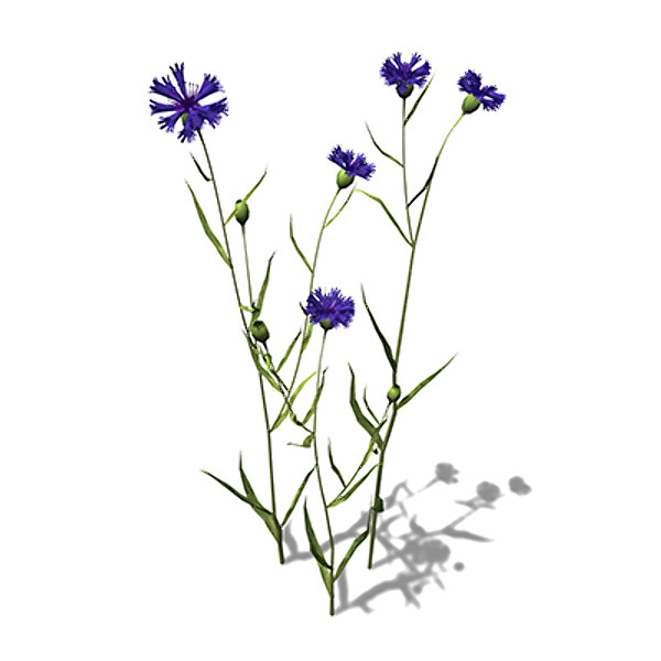 3ds max xfrogplants cornflower plant - XfrogPlants Cornflower GC by xfrog
