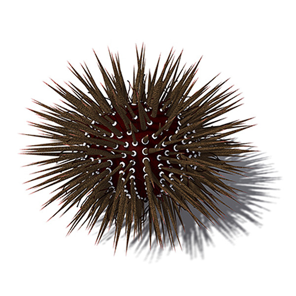 3d model xfrogplants mathaeus sea urchin - XfrogPlants Mathaeus Sea Urchin by xfrog