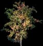 tree36