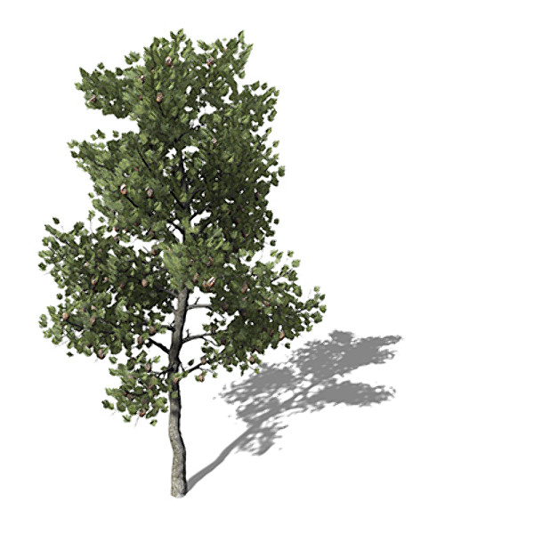 3dsmax xfrogplants coulter pine tree - XfrogPlants Coulter Pine by xfrog