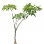 Tree_tropic_08.tga
