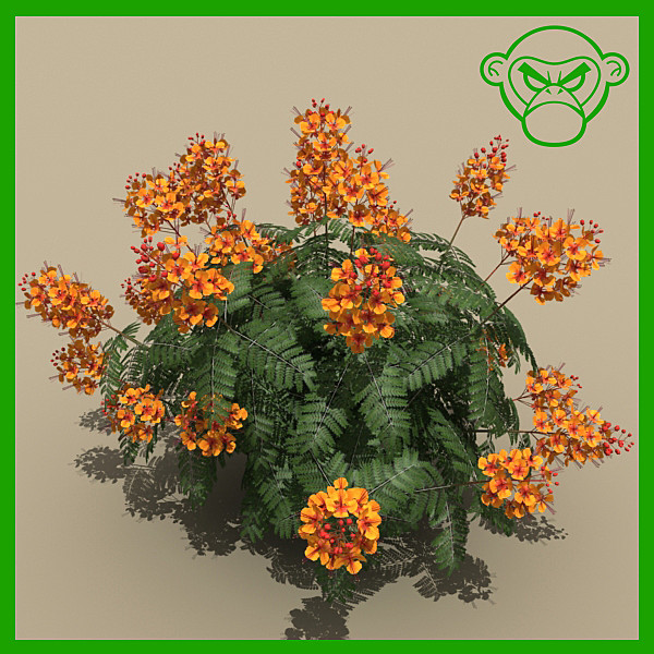 mexican bird paradise 3d max - plant_mexican_bird_of_paradise by monkeyodoom