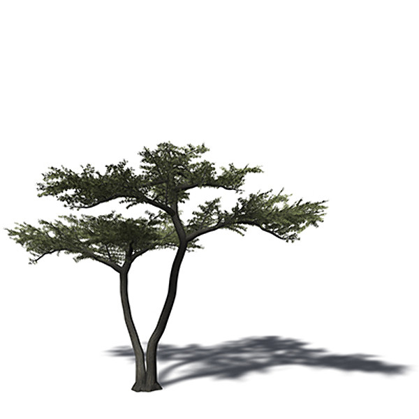 3d xfrogplants umbrella acacia tree - XfrogPlants Umbrella Acacia by xfrog