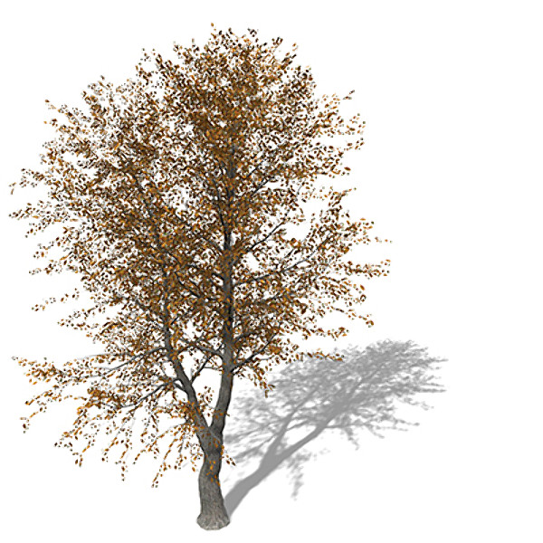 3d xfrogplants autumn norway maple model - XfrogPlants Autumn Norway Maple by xfrog