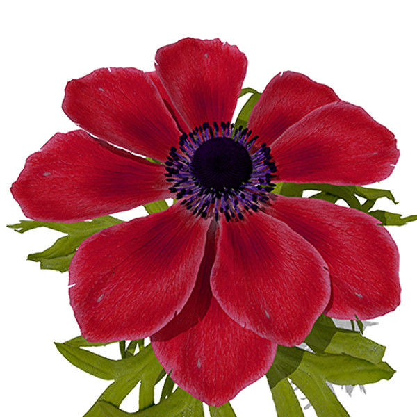 3ds max xfrogplants poppy anemone plant - XfrogPlants Poppy Anemone by xfrog