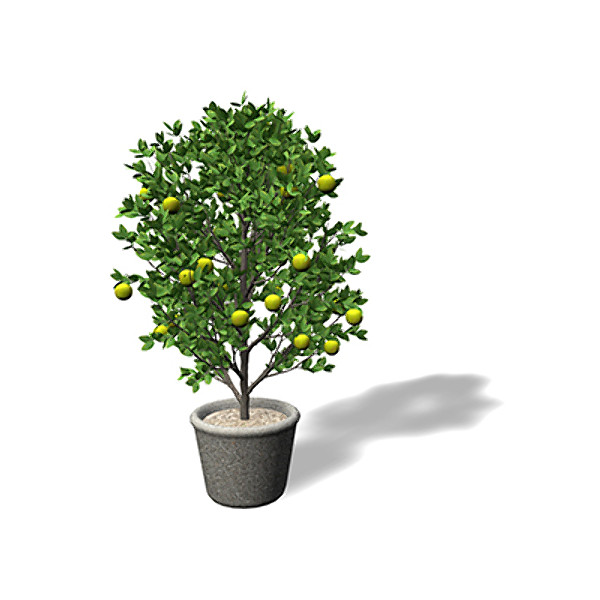 xfrogplants mexican lime tree shrub 3d model - XfrogPlants Mexican Lime by xfrog