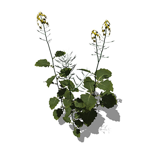 3d model xfrogplants brassica napus plant - XfrogPlants Brassica Napus by xfrog