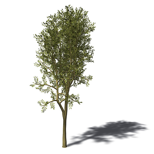 max xfrogplants yellowwood tree - XfrogPlants Yellowwood by xfrog