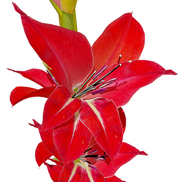 3d xfrogplants gladiolus plant - XfrogPlants Gladiolus by xfrog