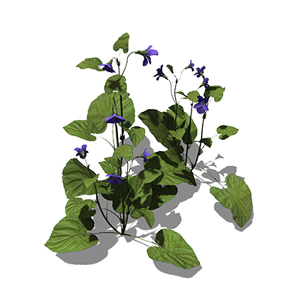3d model xfrogplants pansy plants - XfrogPlants Pansy GC by xfrog