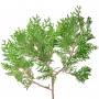 Branch_s_26.tga