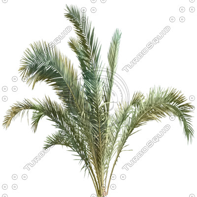 Branch_palm_2.tga