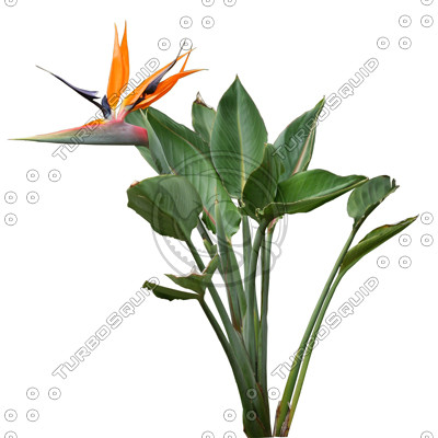 FlowerL_34.tga