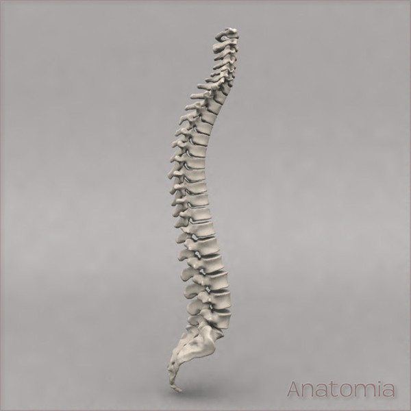 3d male human spinal skeleton model - Human spine skeleton by Anatomia