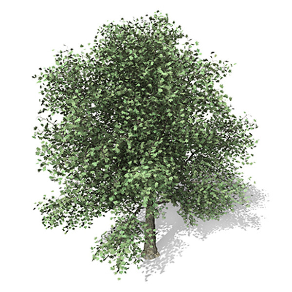 maya xfrogplants london planetree x - XfrogPlants London Planetree by xfrog