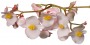 Branch_tropic_5.tga