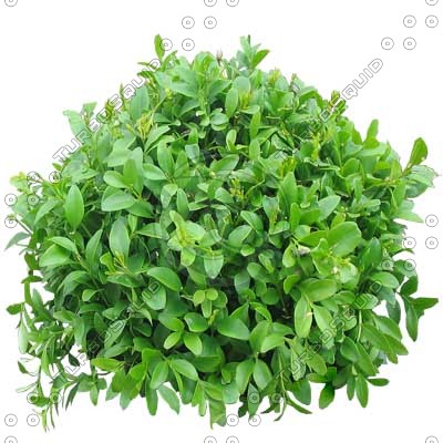 Bush_S_11.tga