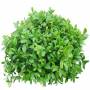 Bush_S_11.tga