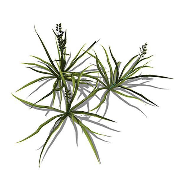 3d xfrogplants annual blue grass - XfrogPlants Annual Blue Grass by xfrog