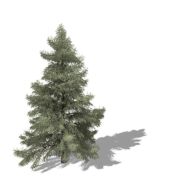 3d xfrogplants atlas cedar tree model - XfrogPlants Atlas Cedar by xfrog