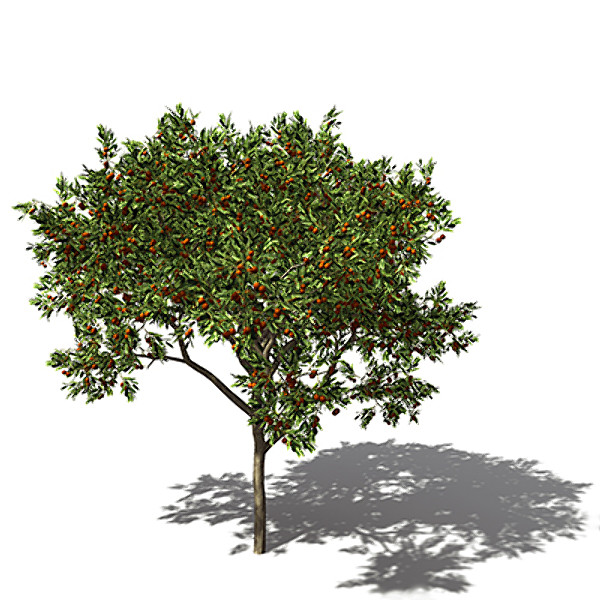xfrogplants sweet orange tree 3d model - XfrogPlants Sweet Orange tree by xfrog