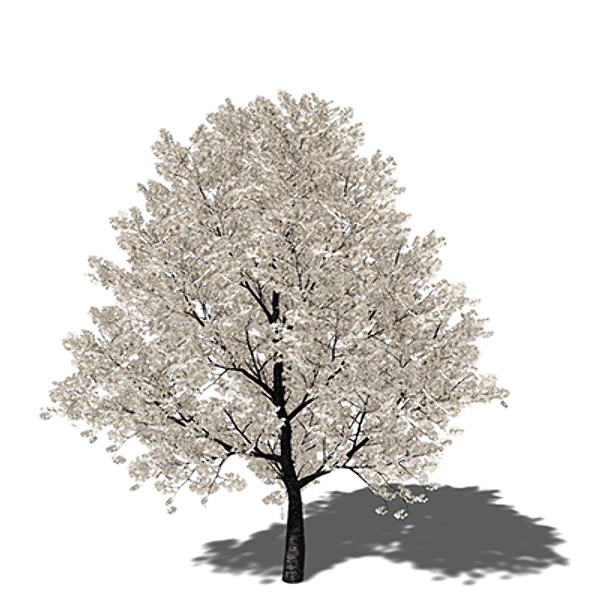 3d xfrogplants yoshino cherry x - XfrogPlants Yoshino Cherry by xfrog