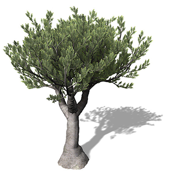 xfrogplants bristlecone pine tree 3d 3ds - XfrogPlants Bristlecone Pine by xfrog