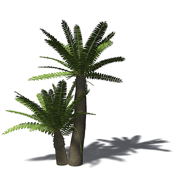 3ds max xfrogplants bushman - XfrogPlants Bushmans River Cycad by xfrog