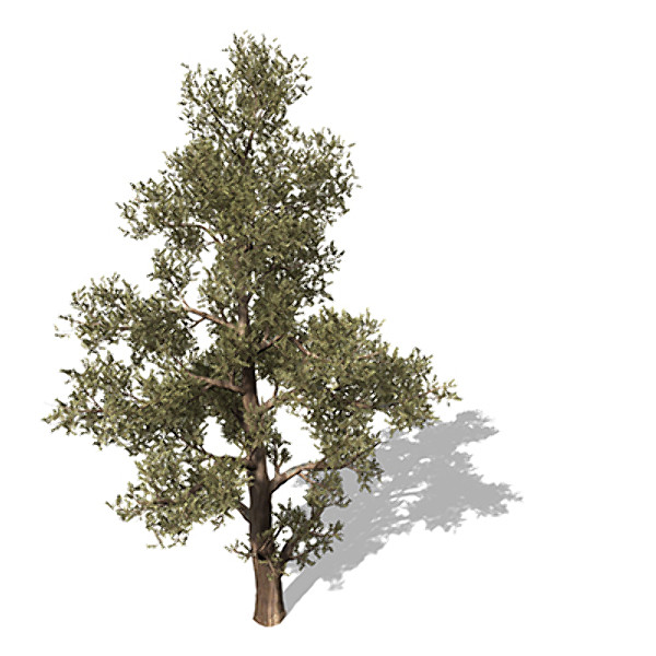 xfrogplants western juniper tree 3ds - XfrogPlants Western Juniper by xfrog