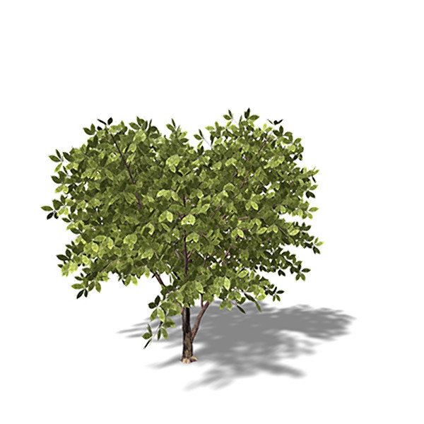 xfrogplants medlar tree shrub x - XfrogPlants Medlar by xfrog