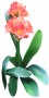 Flower_1.tga
