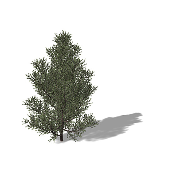 3d model xfrogplants prickly juniper tree - XfrogPlants Prickly Juniper by xfrog