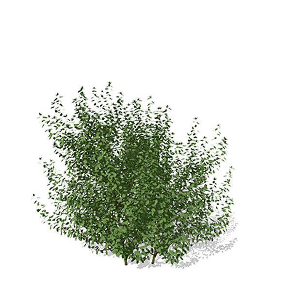 3d xfrogplants common privet plant - XfrogPlants Common Privet by xfrog