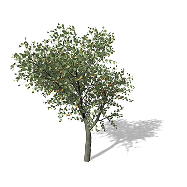 xfrogplants apricot tree 3d model - XfrogPlants Apricot Tree by xfrog