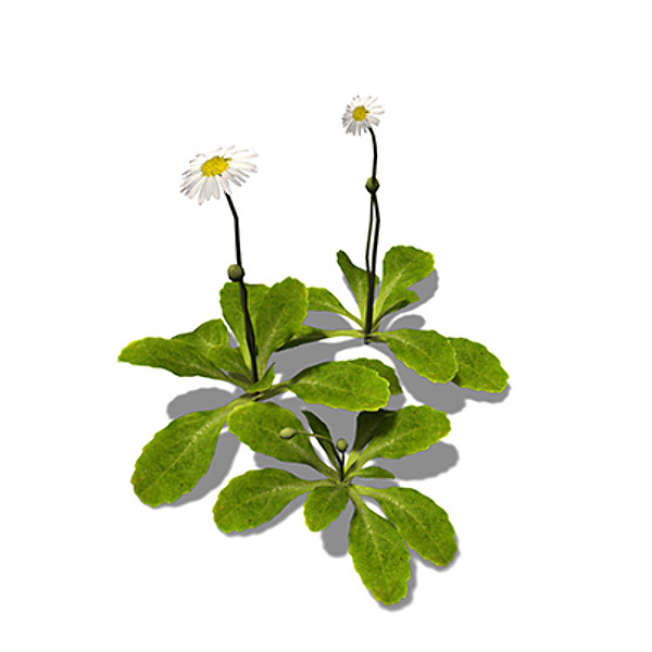 xfrogplants daisy 3d max - XfrogPlants Daisy by xfrog