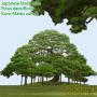 Japanese Black Pine  High Resolution