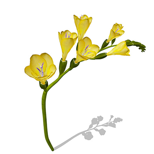 xfrogplants freesia plant 3d model - XfrogPlants Freesia by xfrog