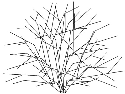 Shrub Rounded Deciduous