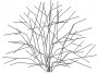 Shrub Rounded Deciduous