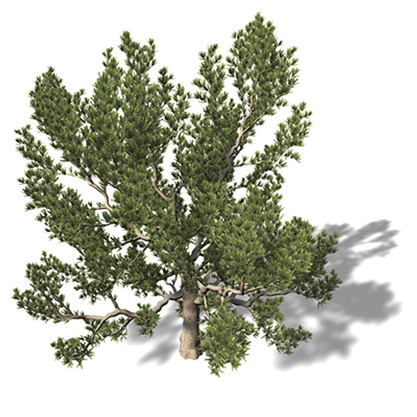 3d xfrogplants pinyon pine tree model - XfrogPlants Pinyon Pine by xfrog