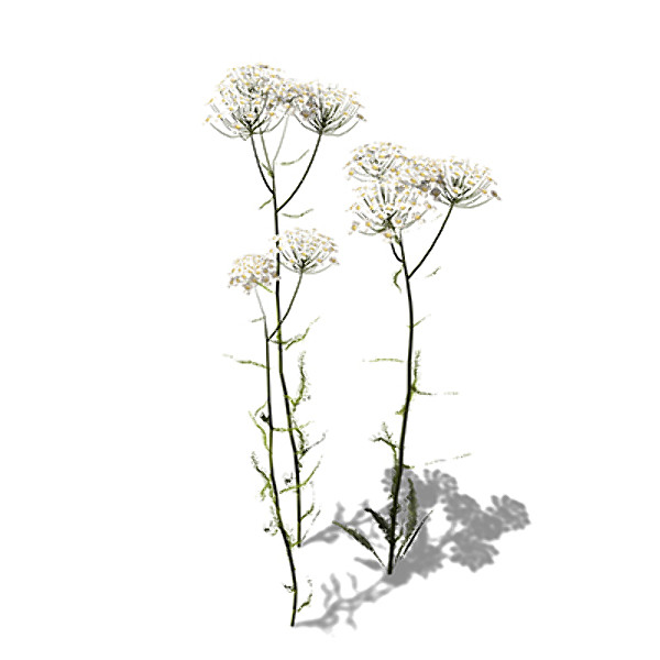 xfrogplants common yarrow plant max - XfrogPlants Common Yarrow by xfrog