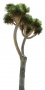 Palm_37.tga
