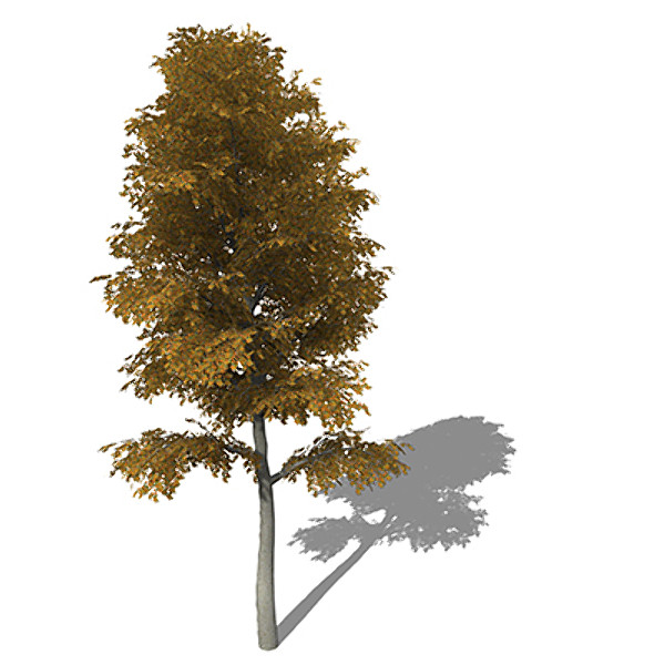3d xfrogplants autumn european beech - XfrogPlants Autumn European Beech by xfrog