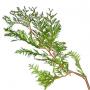 Branch_s_27.tga