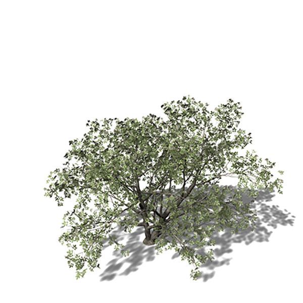 3d xfrogplants elderberry tree plant - XfrogPlants Elderberry by xfrog