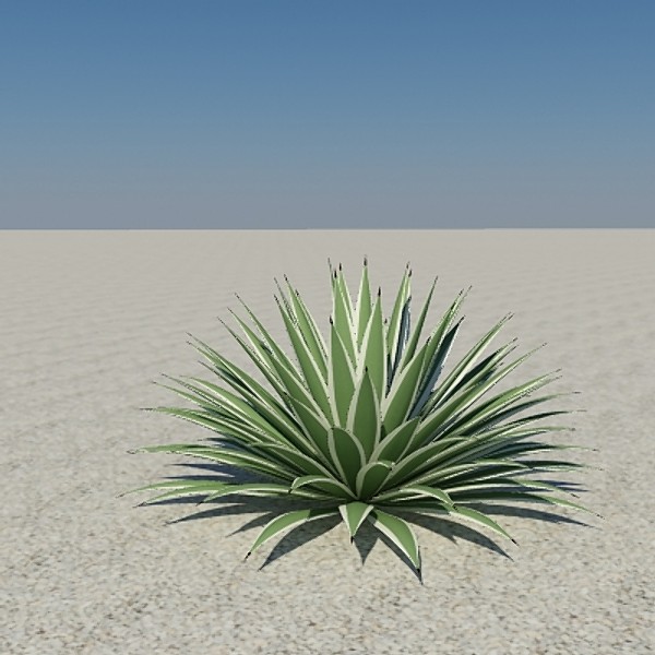 plant agave angustifolia max - agave_angustifolia by ppalhais