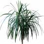 Branch_s_24.tga
