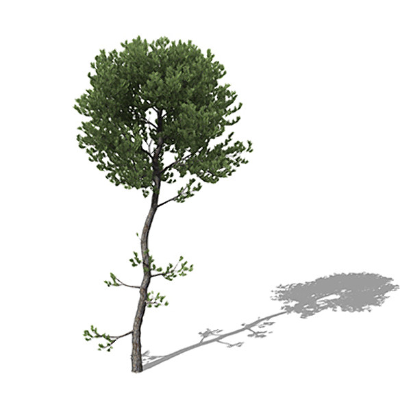 3d xfrogplants sea pine tree model - XfrogPlants Sea Pine by xfrog